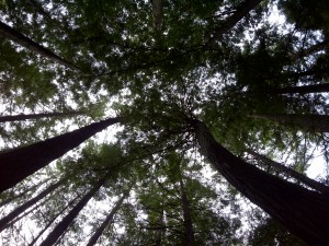 Looking up at giant redwoods